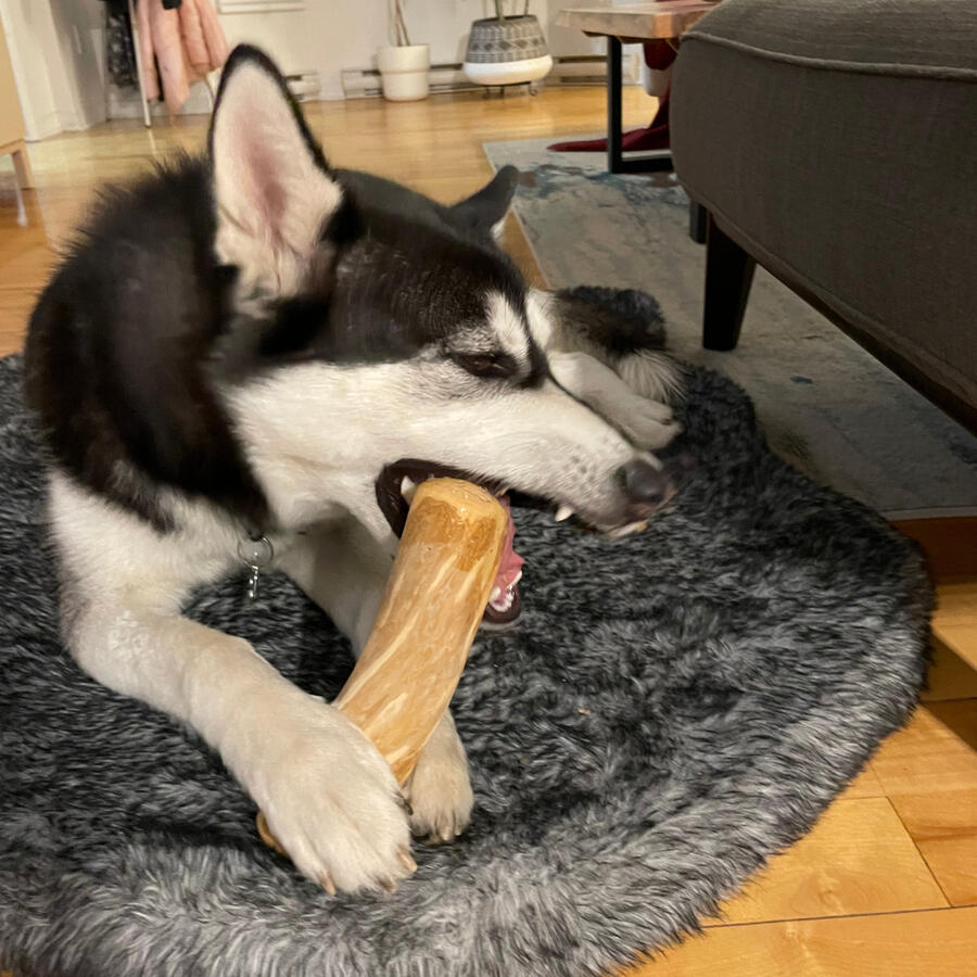 Chien_de_type_Husky_mastiquant_vigoureusement_un_grand_bois_de_cafe_Chienalafolie