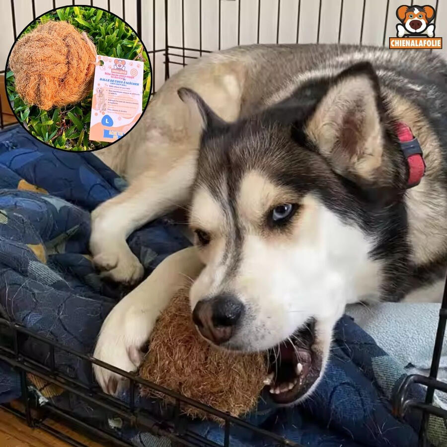 Husky_machant_une_grosse_balle_de_coco_pour_chien_destructeur_Chienalafolie