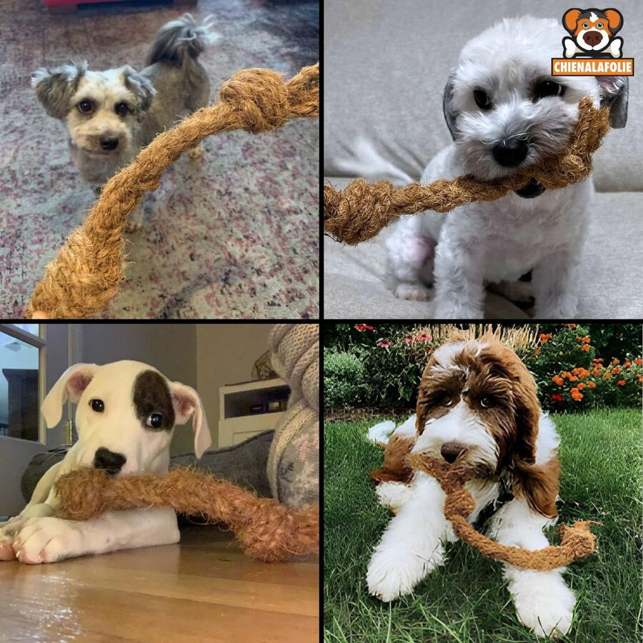 Collage_de_chiens_satisfaits_machant_leur_corde_en_coco_Chienalafolie