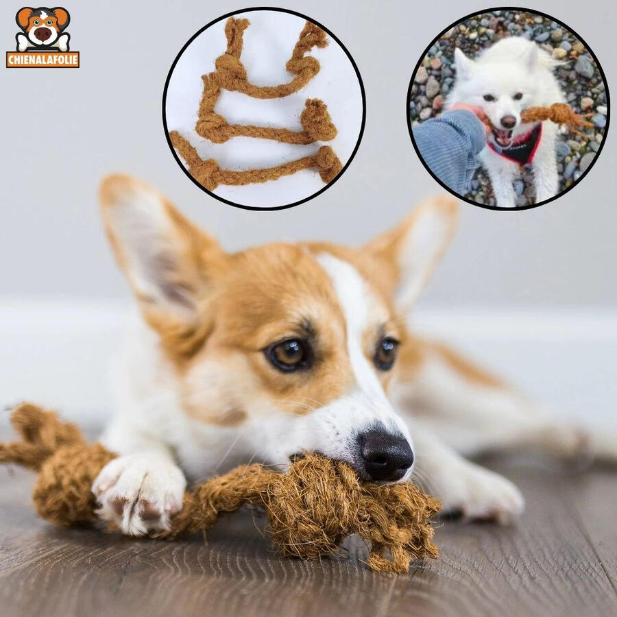 Chien_corgi_s_amusant_avec_sa_corde_a_macher_en_coco_Chienalafolie