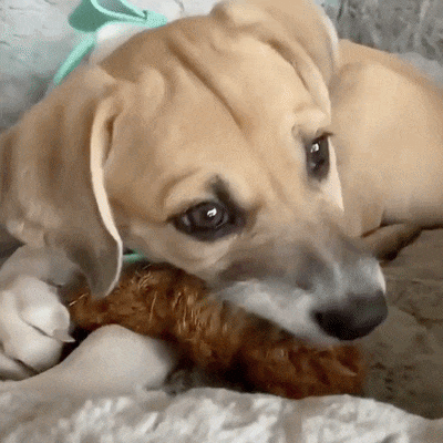 Deux Chiens Machouillant Duo Dentaire Coco Balle et Corde Chienalafolie Deux Chiens Machouillant Duo Dentaire Coco Balle et Corde Chienalafolie