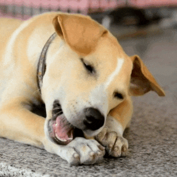 Chiens_concentres_a_macher_un_bois_de_cafe_securitaire_Chienalafolie Chiens_concentres_a_macher_un_bois_de_cafe_securitaire_Chienalafolie