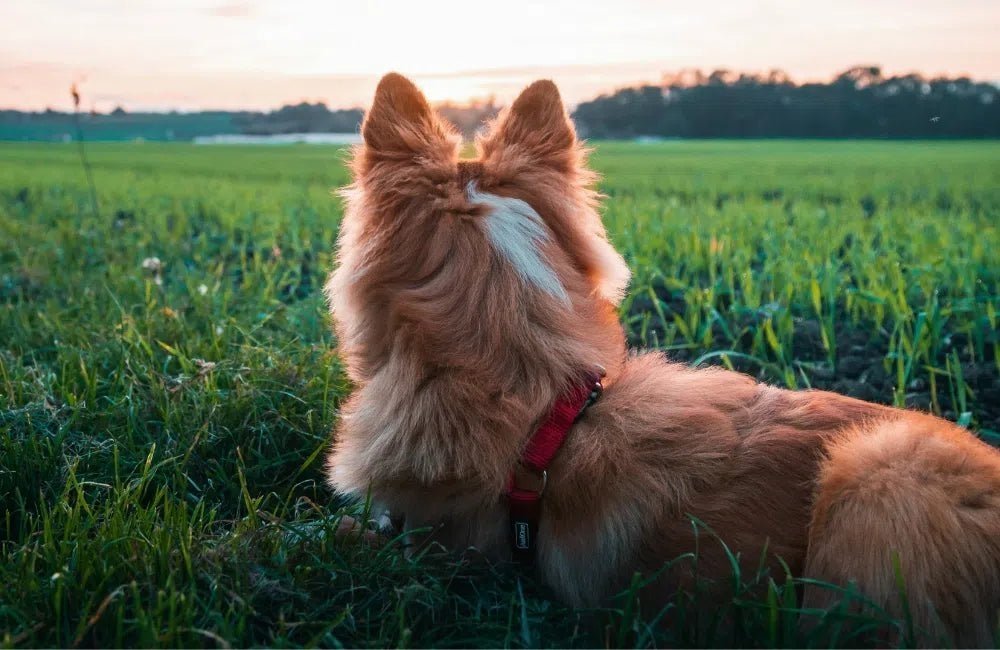 Les chiens et leurs sens : Une exploration profonde - Chienalafolie