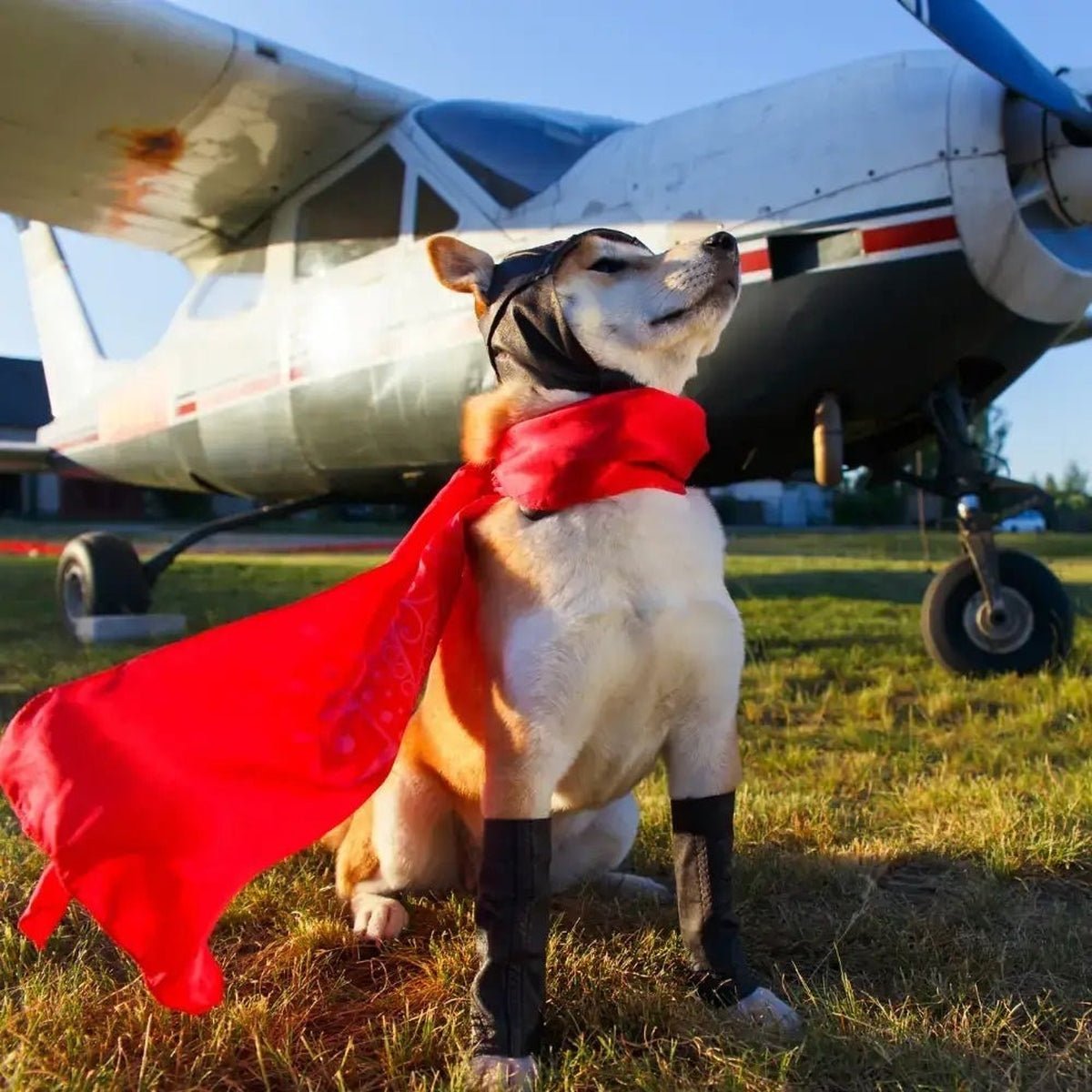 Transports pour Chiens - Chienalafolie