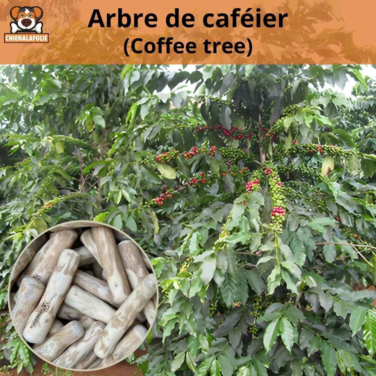 Origine ecologique l'arbre de cafeier utilise pour les batons de mastication Chienalafolie
