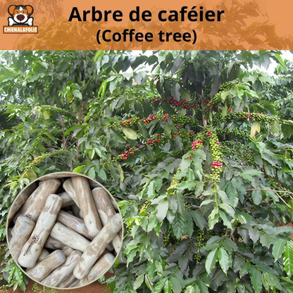 Origine ecologique l'arbre de cafeier utilise pour les batons de mastication Chienalafolie