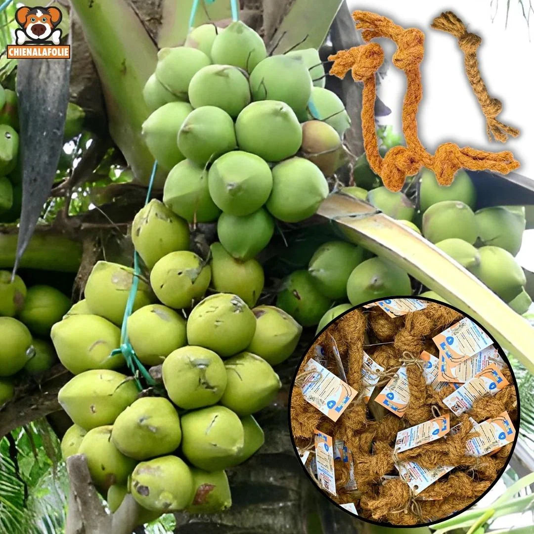 Origine naturelle noix de coco utilisees pour les jouets Chienalafolie