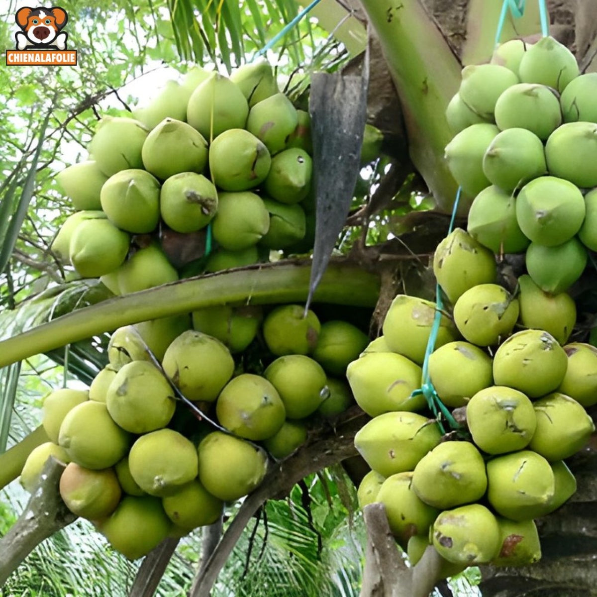 Balle de coco à mâcher pour chien - coco chew ball - S - Balles naturelles - Chienalafolie