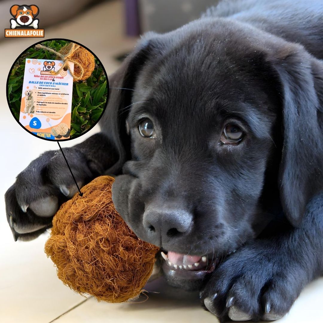 Balle de coco à mâcher pour chien - coco - chew - ball - S - Balles naturelles - Chienalafolie