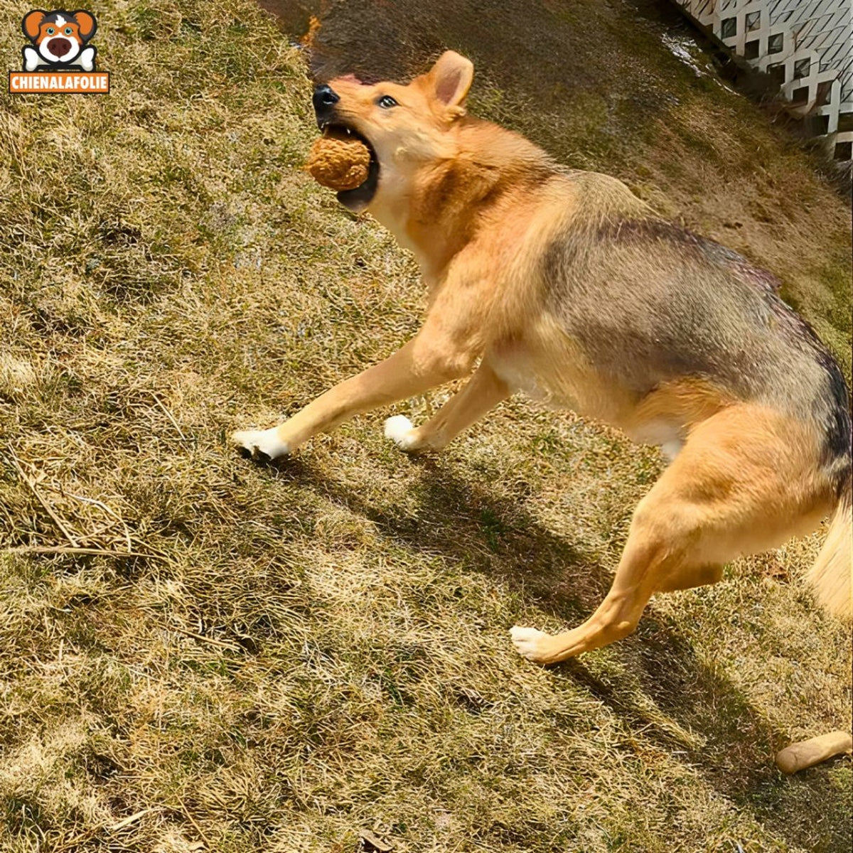 Balle de coco à mâcher pour chien - coco chew ball - S - Balles naturelles - Chienalafolie