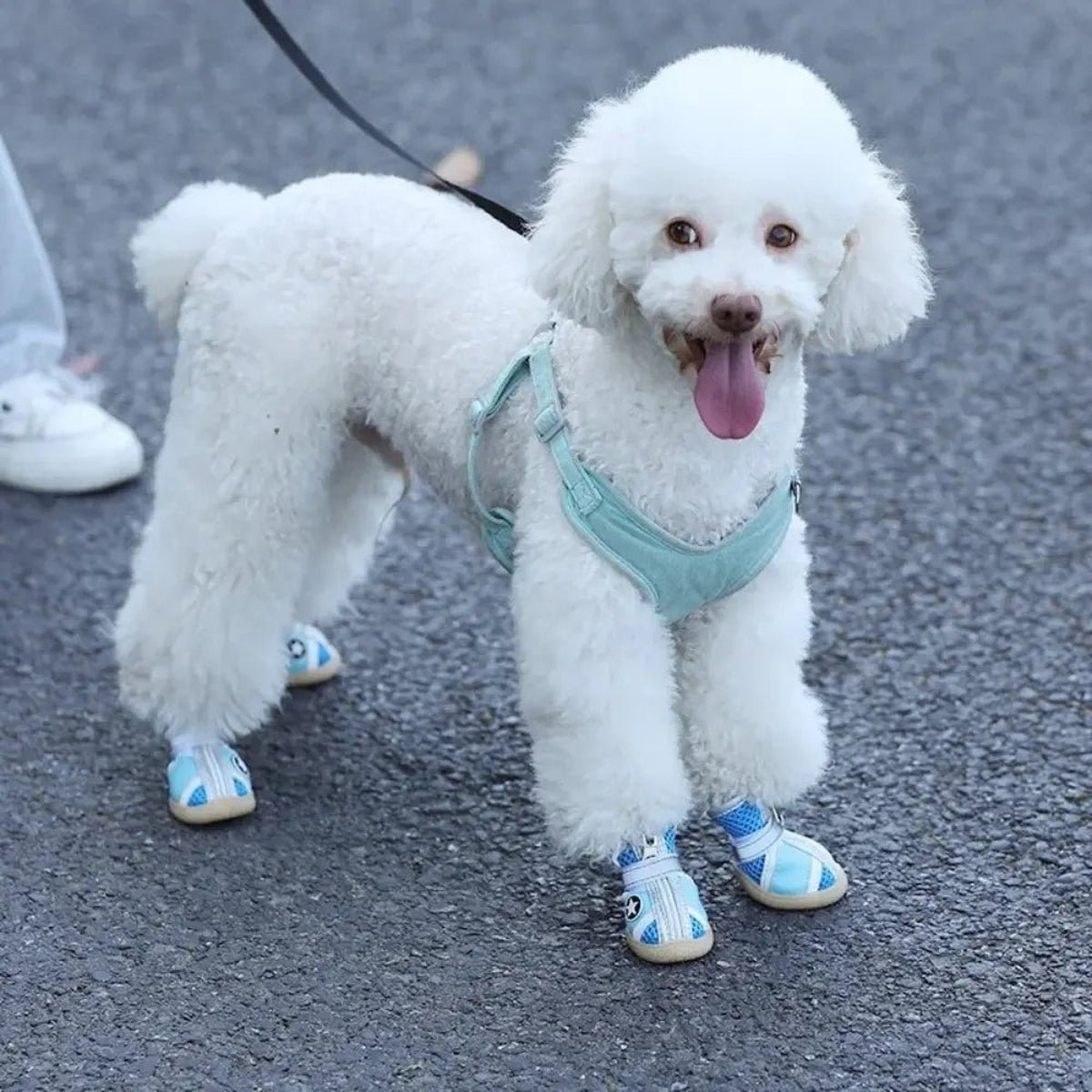 Chaussures Respirantes et Antidérapantes pour Chiens - CJYD189007006FU - Chaussures - Chienalafolie