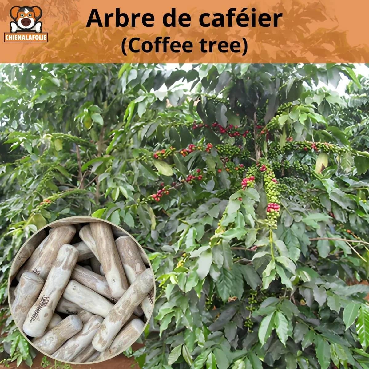 Arbre de café avec feuilles et baies rouges montrant jouet naturel en bois pour mastication naturelle sécuritaire des chiens
