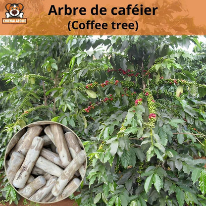 Arbre de café avec feuilles et baies rouges montrant jouet naturel en bois pour mastication naturelle sécuritaire des chiens