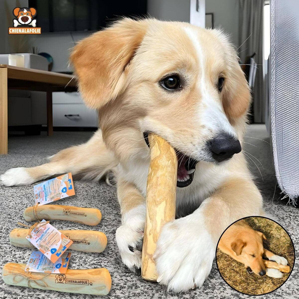 Chien destructeur jouant avec un jouet naturel en bois de café pour mastication naturelle sécuritaire