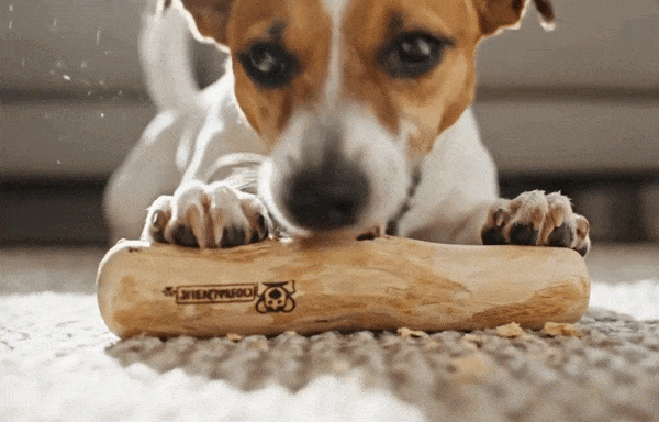 Chien jouant avec un bois de café naturel pour mastication naturelle sécuritaire, idéal pour chien destructeur
