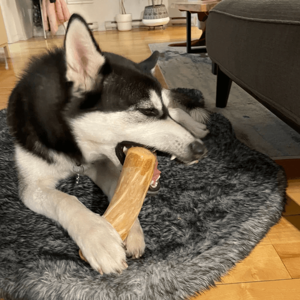 Chien destructeur mâchant un bois de café naturel jouet pour mastication naturelle sécuritaire
