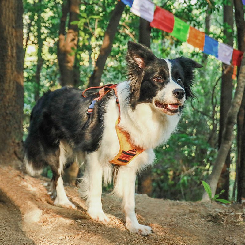 Ensemble de Harnais et Laisse Rétractable pour Chien - CJGY1860227 - M - Orange - Harnais - Chienalafolie