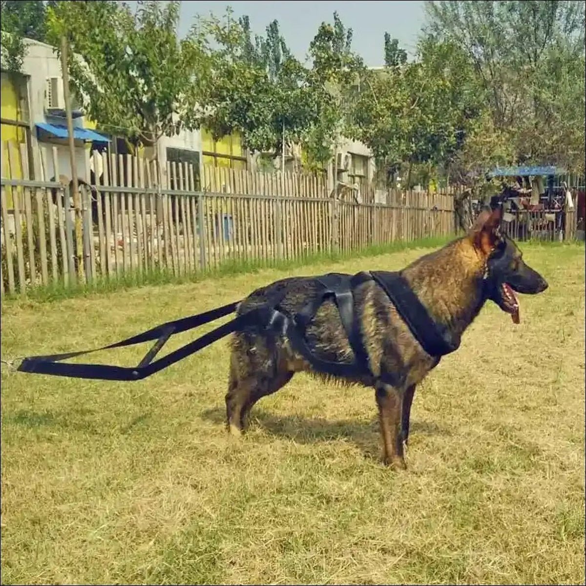 Harnais D’entraînement Pour Chiens - CJGX123991101AZ - Harnais - Chienalafolie