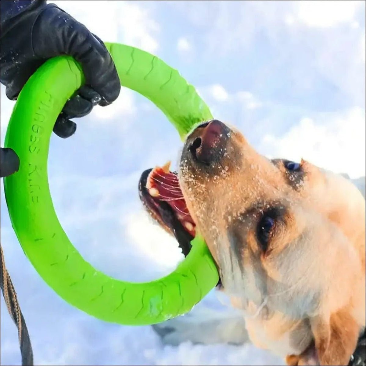 Jouet Indestructible Floatringer Pour Chien - CJJJCWGY01977 - Green - S - Frisbee - Chienalafolie